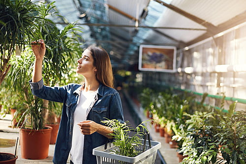 Plants Store Plants Store