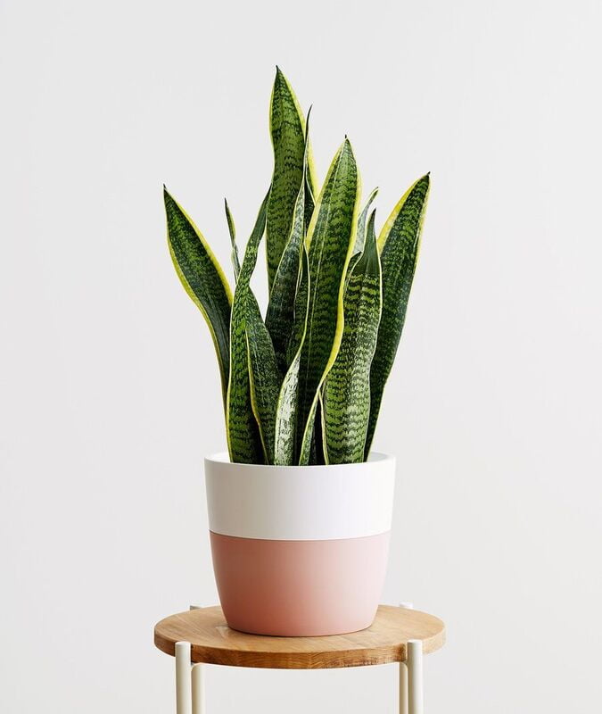 Golden Snake Plant Golden Snake Plant