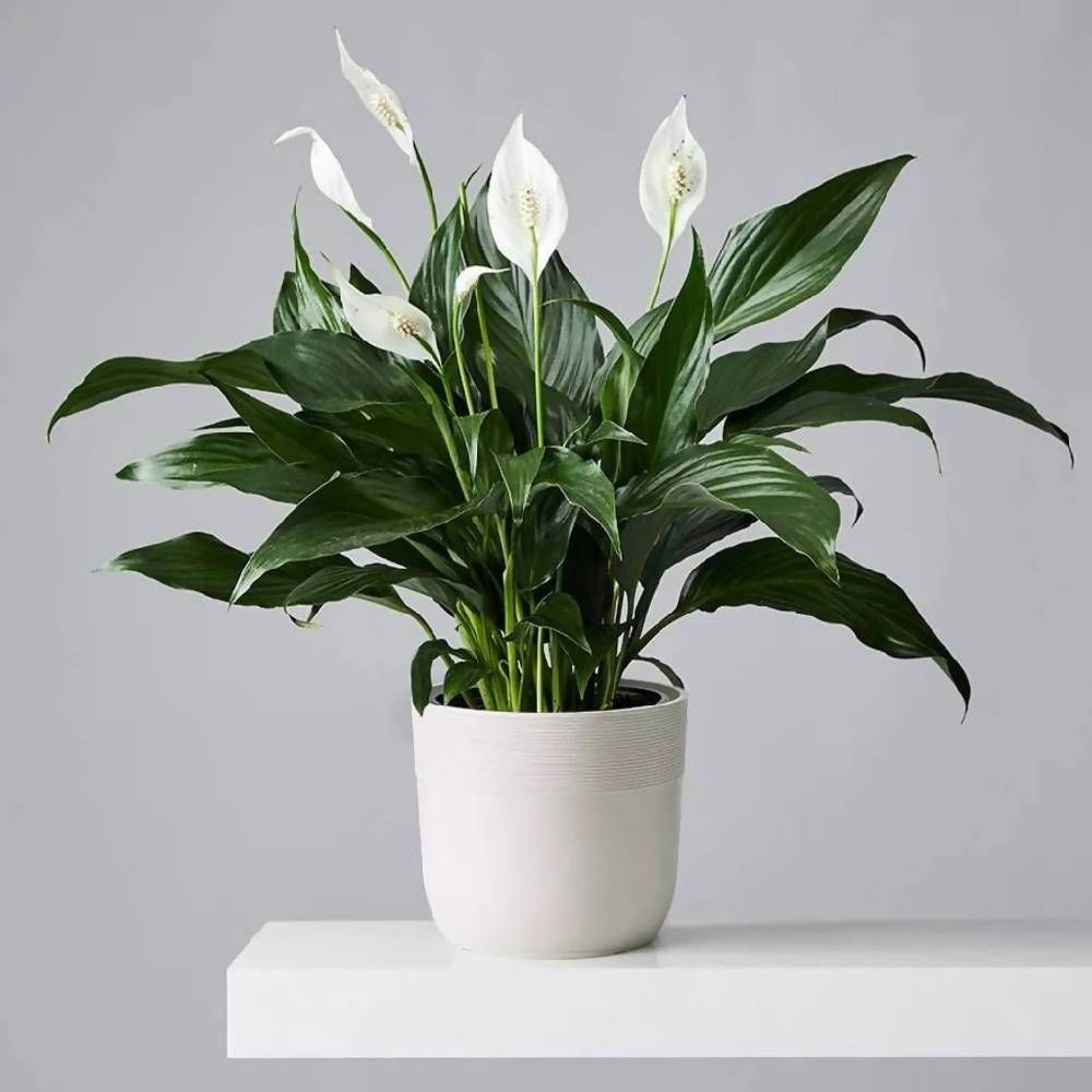 Peace lily Plant Peace lily Plant