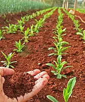 Red Soil Red Soil