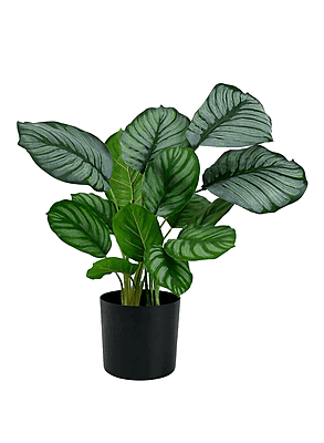 Calethea (marantha) green 8''