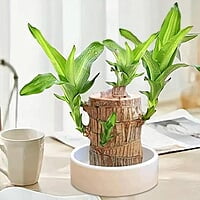 Citymali Brazilian Lucky wood Plants Citymali Brazilian Lucky wood Plants