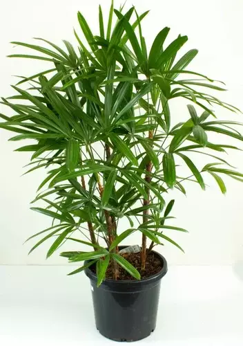 Rapix Palm 10" Pot Rapix Palm 10" Pot